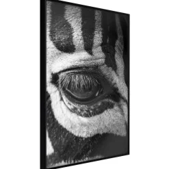 Poster 'Zebra Is Watching You'