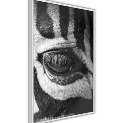 Poster 'Zebra Is Watching You'