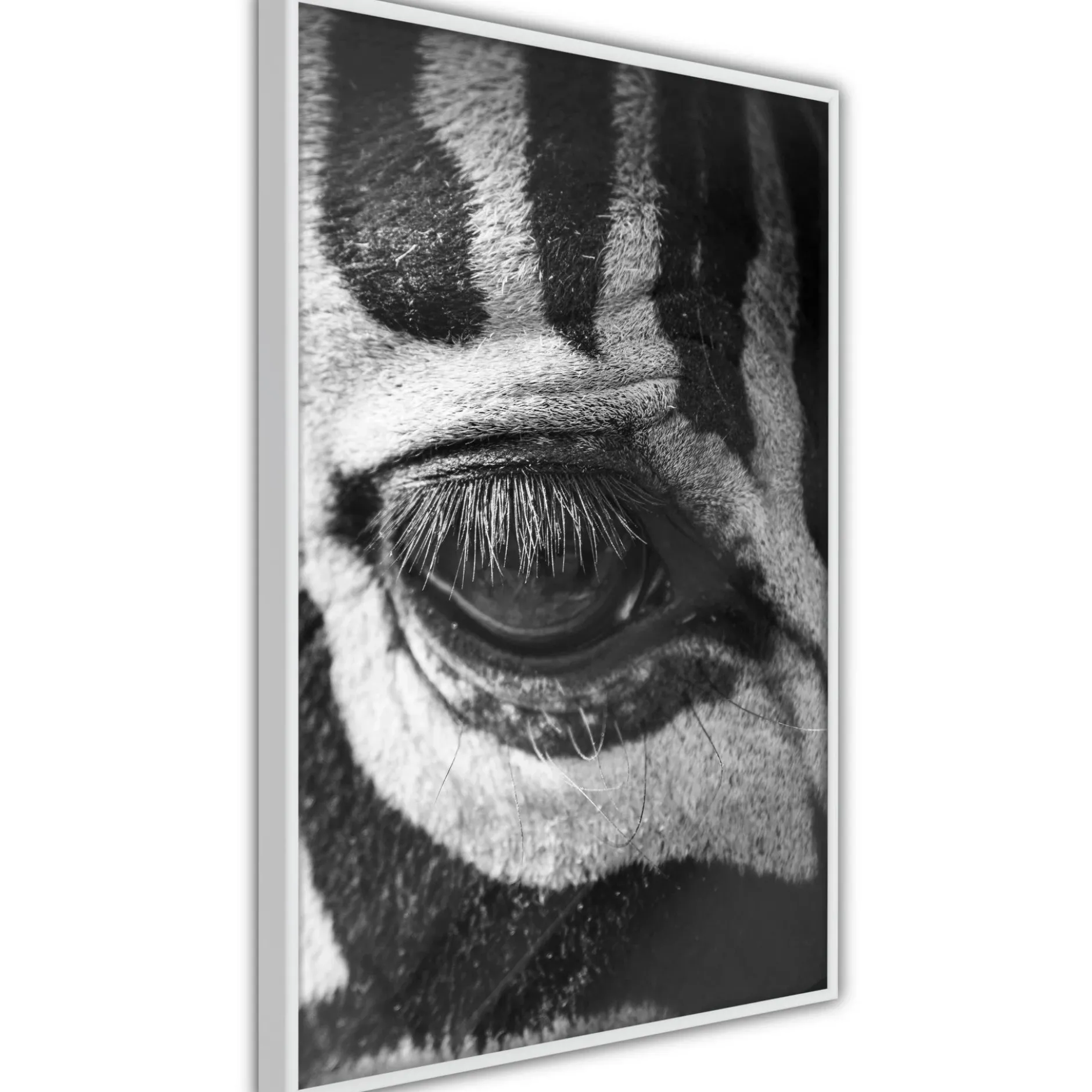 Poster 'Zebra Is Watching You'