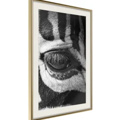 Poster 'Zebra Is Watching You'