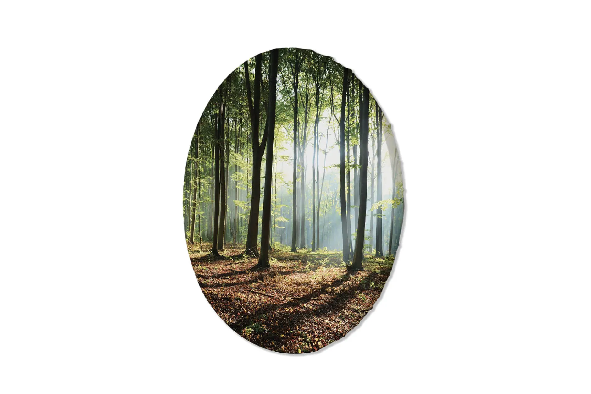 Rundes Bild 'Misty Woodland'