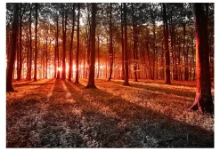Selbstklebende Tapete 'Autumn: morning in the forest'