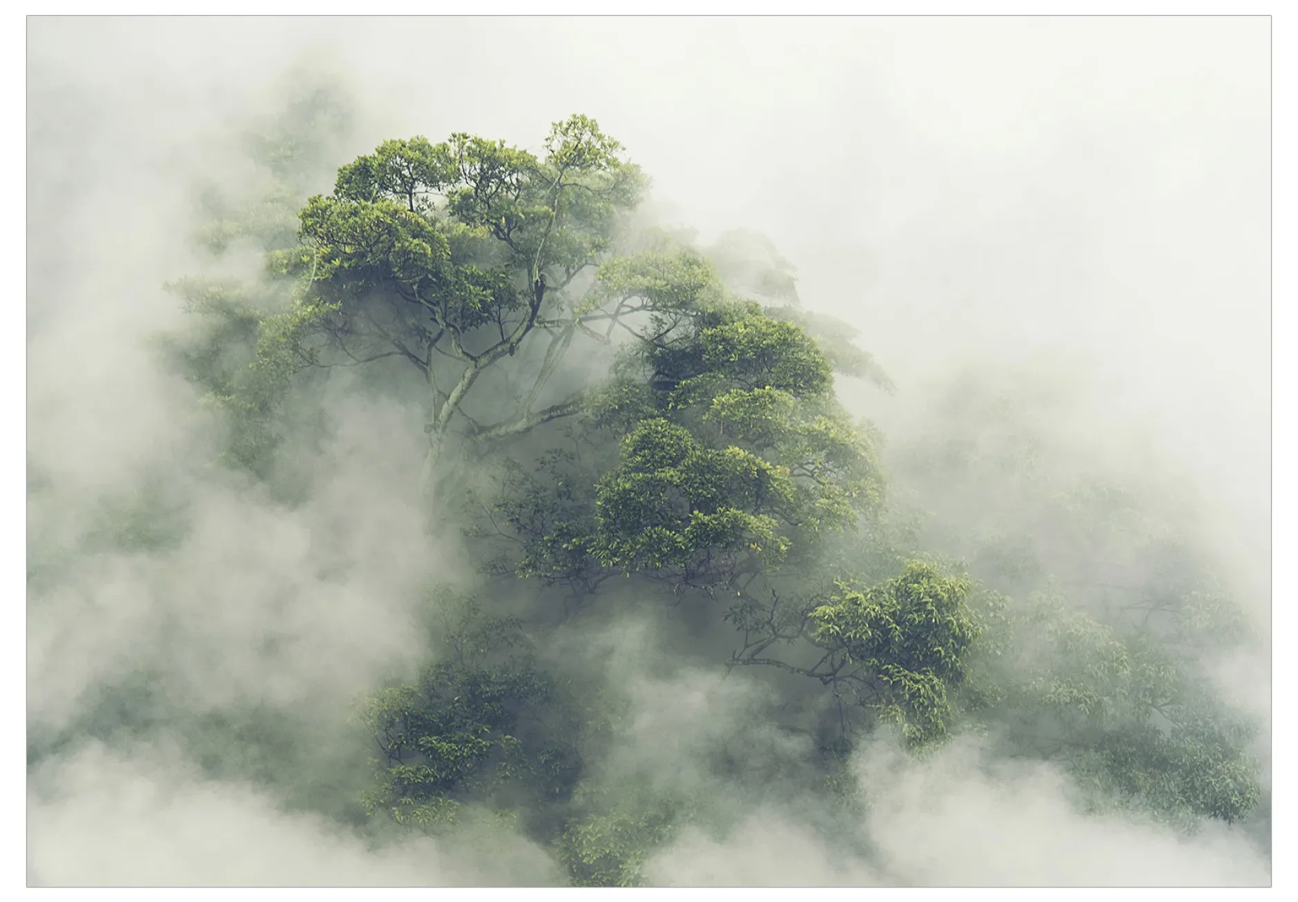 Selbstklebende Tapete 'Foggy Amazon'