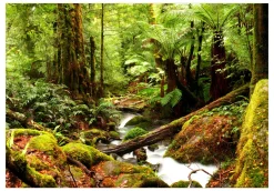 Selbstklebende Tapete 'Forest Brook'