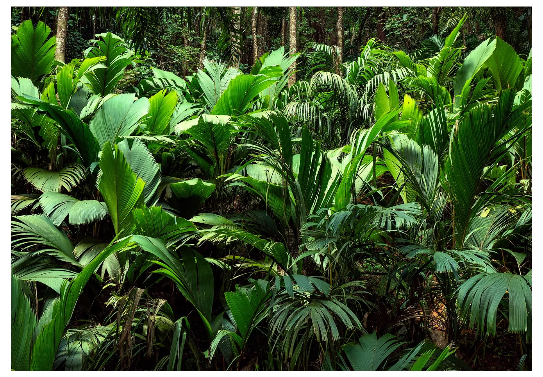 Selbstklebende Tapete 'Freshness of the Jungle'