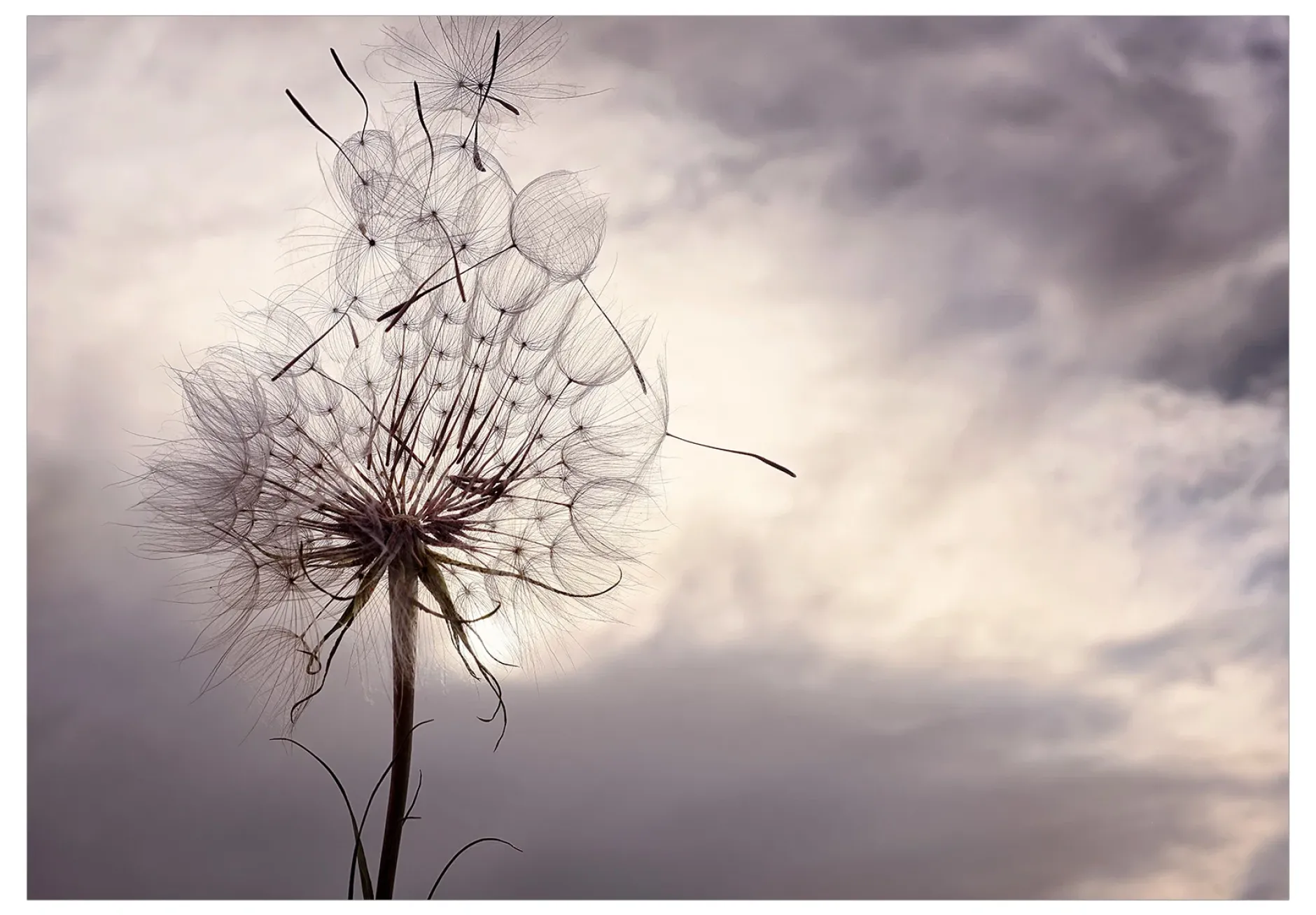 Selbstklebende Tapete 'Gentle Wind'