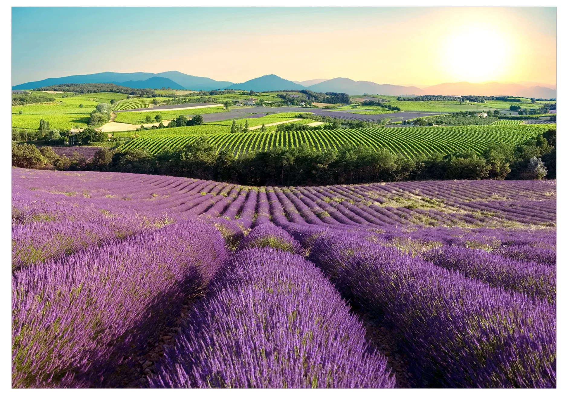 Selbstklebende Tapete 'Lavender Field'