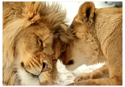 Selbstklebende Tapete 'Lion Tenderness'