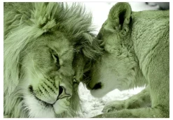 Selbstklebende Tapete 'Lion Tenderness (Green)'
