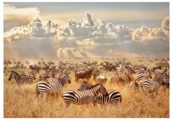 Selbstklebende Tapete 'Zebra Land'