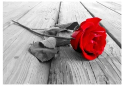 Tapete 'Abandoned Rose'
