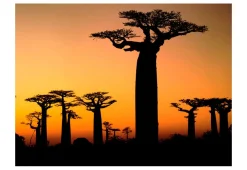 Tapete 'Afrikanische Affenbrotbäume'