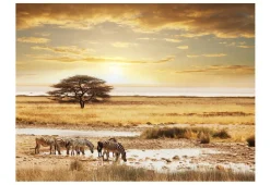 Tapete 'Afrikanische Zebras an der Tränke'