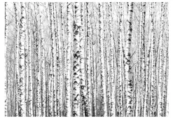 Tapete 'Birch forest'