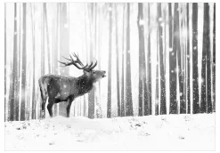 Tapete 'Deer in the Snow (Black and White)'