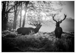 Tapete 'Deers in the Morning'