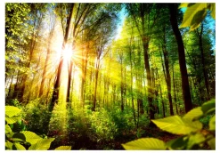 Tapete 'Forest Hideout'
