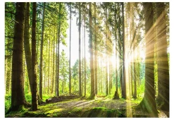 Tapete 'Forest Tales'