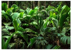 Tapete 'Freshness of the Jungle'
