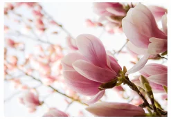 Tapete 'Magnolia Magic'