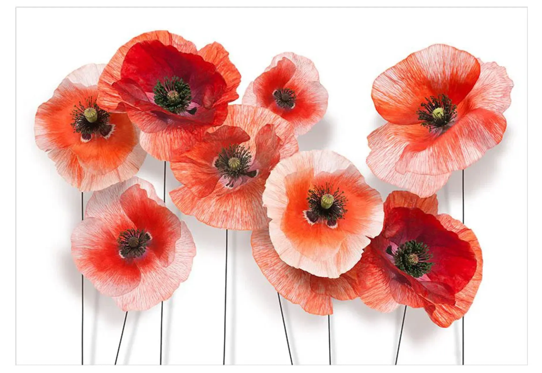 Tapete 'Nine poppies'