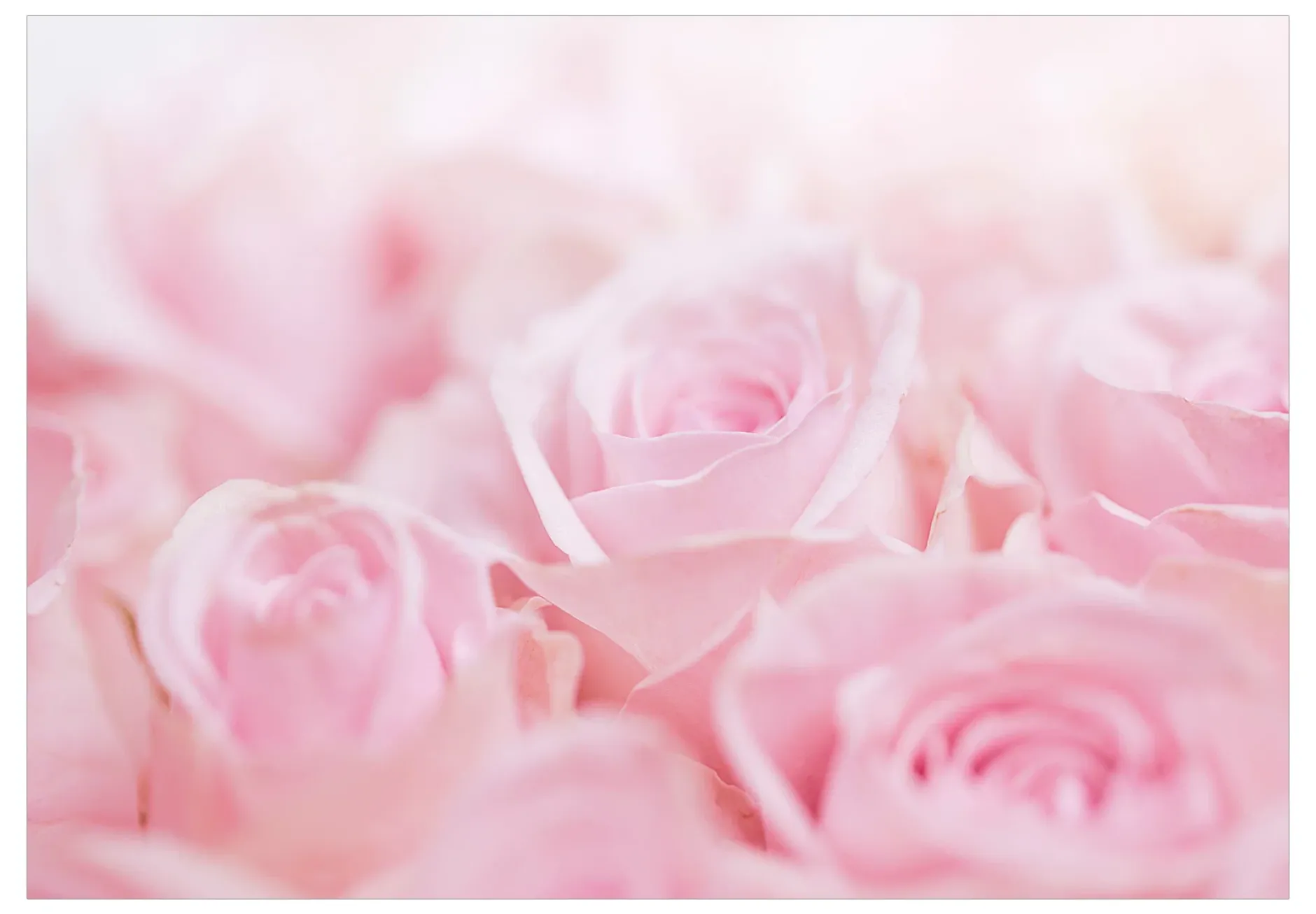 Tapete 'Ocean of Roses'