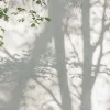 Tapete 'Shadow Leaves' 371x280cm