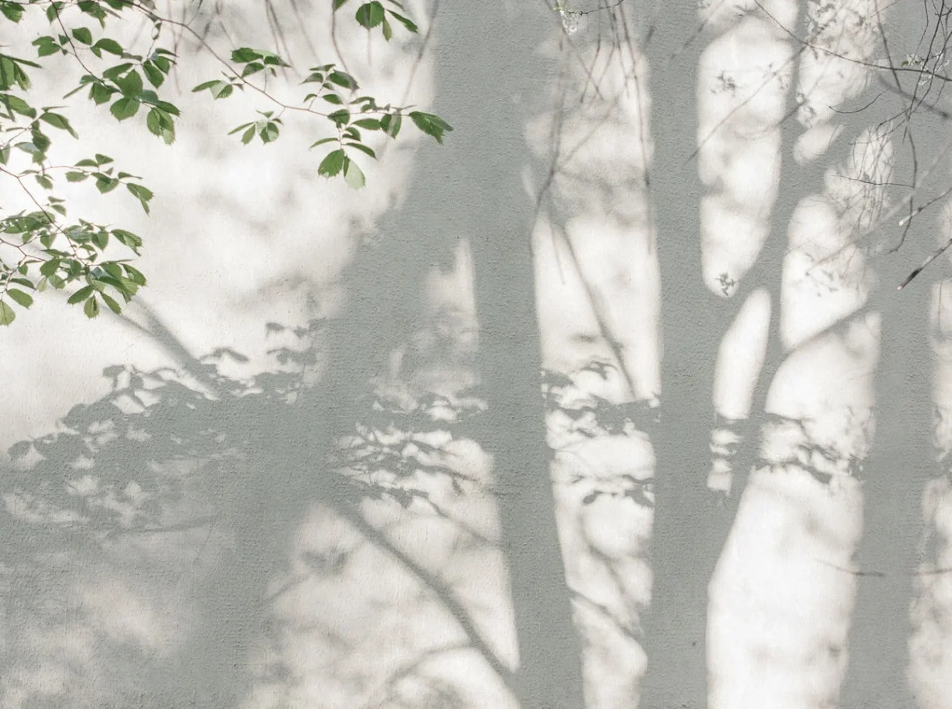 Tapete 'Shadow Leaves' 371x280cm