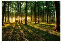 Tapete 'Spring: Morning in the Forest'