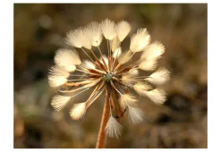 Tapete 'Touch of Summer'