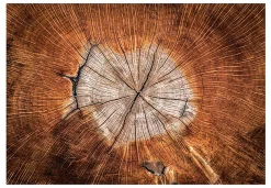 Tapete 'Tree Trunk Stories'