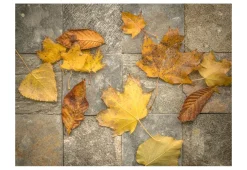 Tapete 'Vorbote des Herbstes'
