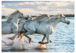 Tapete 'Wild Race'