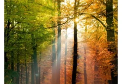 Tapete 'Wunderschöner Herbst'