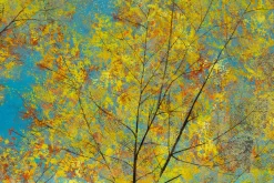 XXL Öl Gemälde 'Birches in Turquoise' | Handgemaltes Unikat