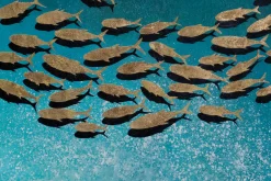 XXL Öl Gemälde 'Goldener Fischschwarm' | Handgemaltes Unikat