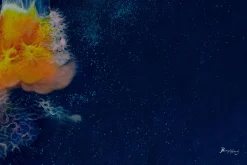 XXL Öl Gemälde 'Jazzy Jellyfish' | Handgemaltes Unikat
