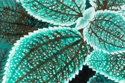 XXL Öl Gemälde 'Mystery of Green' | Handgemaltes Unikat