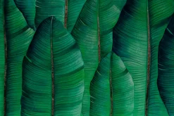 XXL Öl Gemälde 'Tropical Banana Leaves' | Handgemaltes Unikat