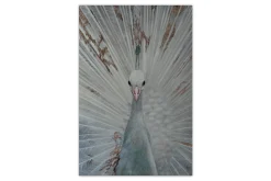 XXL Öl Gemälde 'White Peacock' | Handgemaltes Unikat